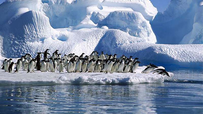 Colonia de Pingüinos en el Calafate