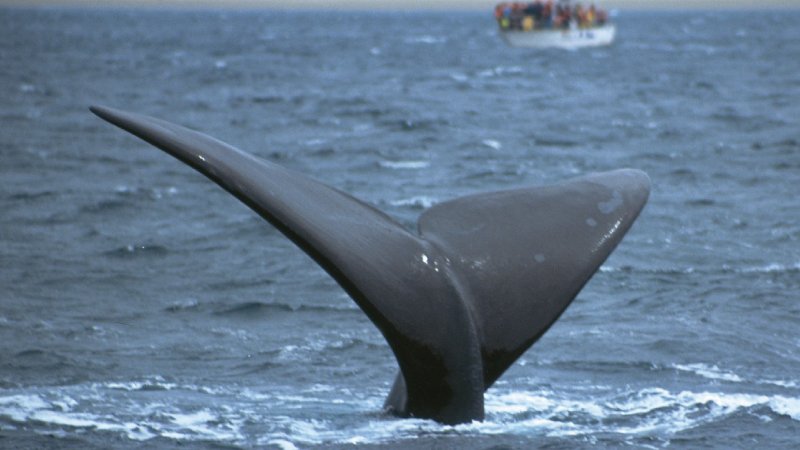 Puerto Madryn - Avistagem de Baléias