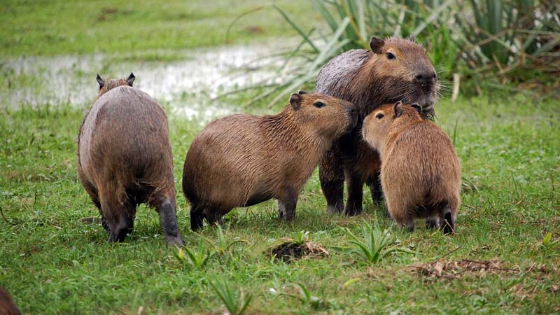 Esteros del Iberá - Capivaras e as suas crias