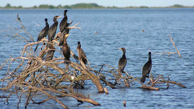 Esteros del Iberá - Colônia de Pássaros