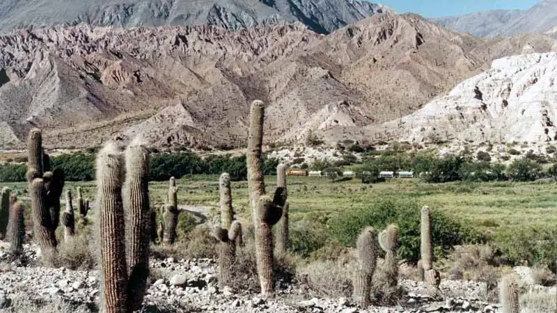 Mini Safari Movitrack