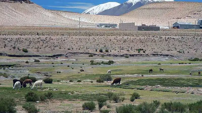 Mini Safari Movitrack