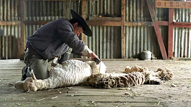 Dia de Campo na Fazenda Nibepo Aike