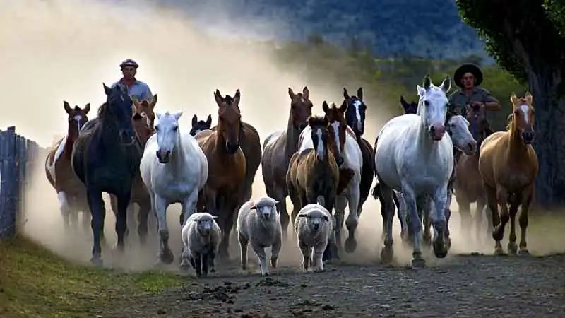 Dia de Campo na Fazenda Nibepo Aike