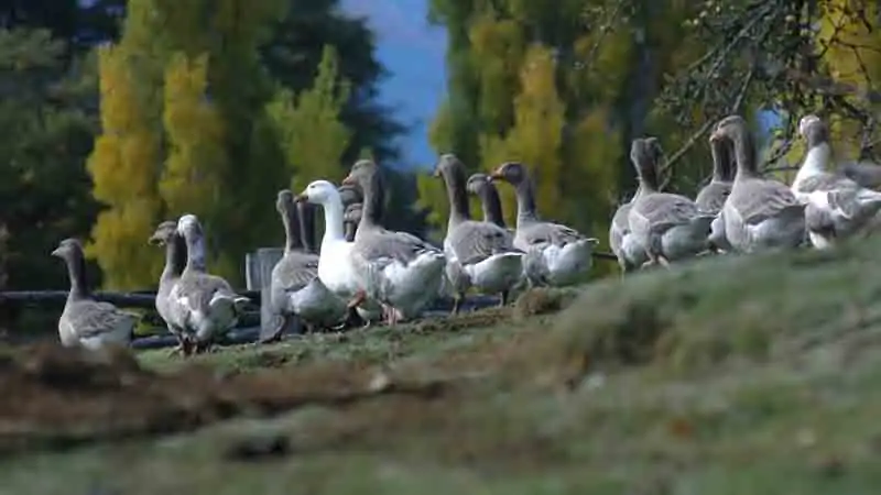 Full Day Lago del Desierto