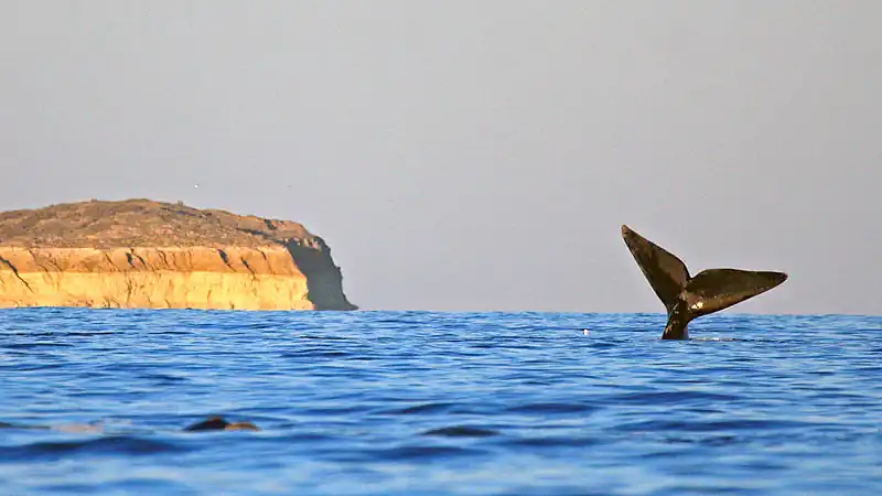 Navegação Avistagem de Baleias