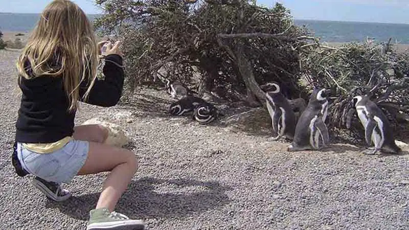 Caminhada com Pingüins