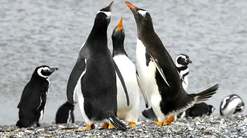 Caminhada com pingüins com navegação pelo Canal Beagle