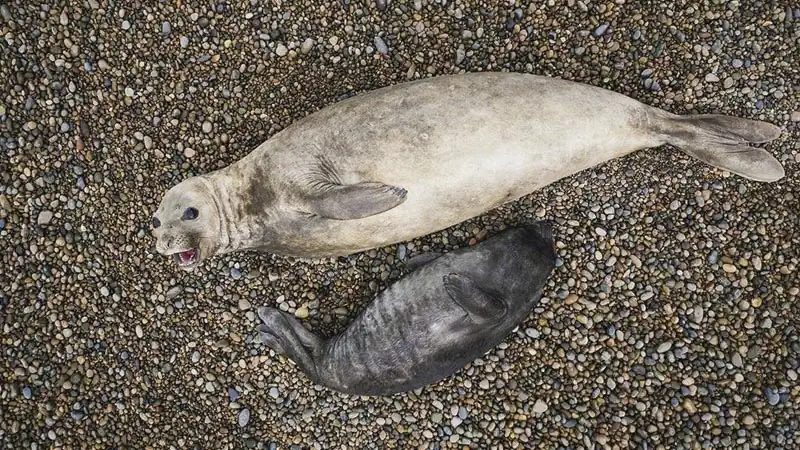 Colônia de pinguins na Estancia El Pedral