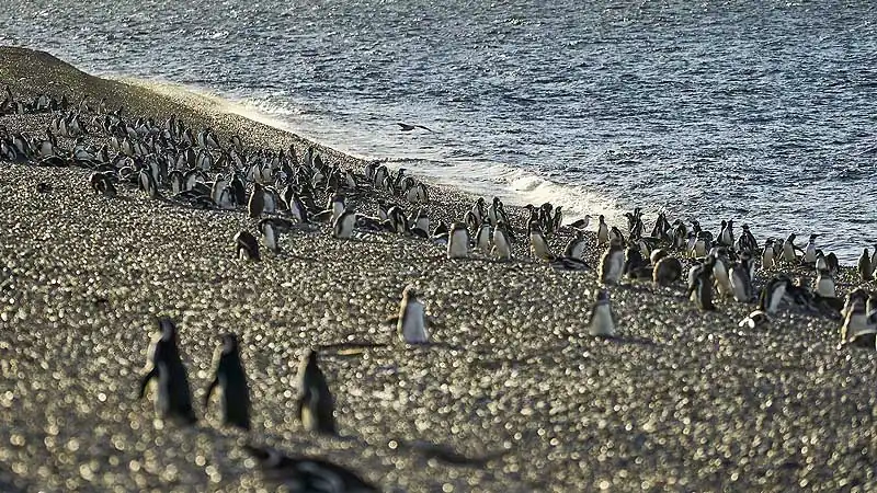 Colônia de pinguins na Estancia El Pedral