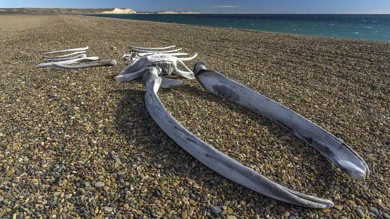 Colônia de pinguins na Estancia El Pedral
