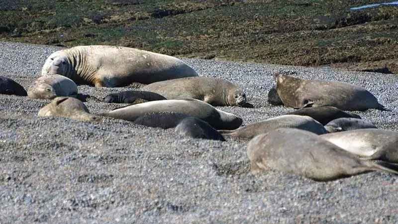 Passeio pela Península Valdés