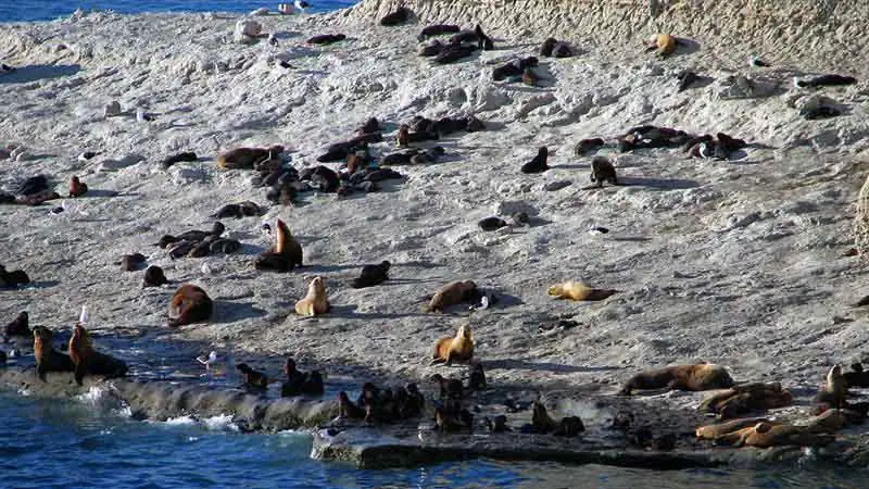 Passeio pela Península Valdés