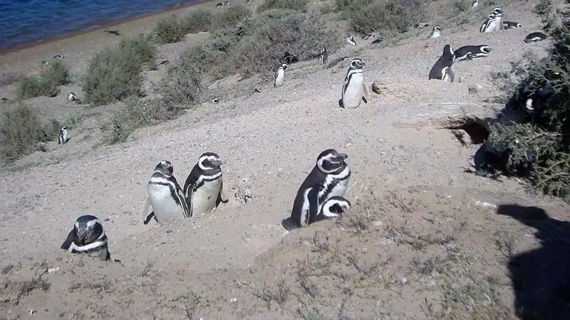 Passeio pela Península Valdés