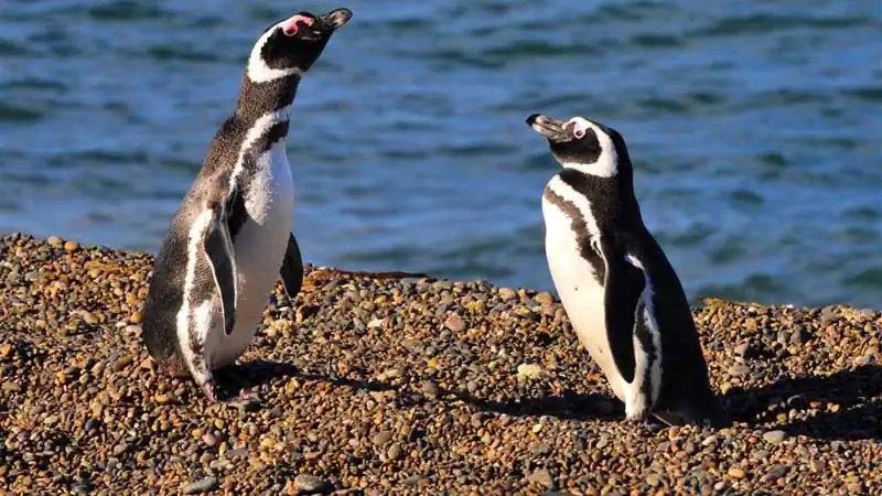 Punta Tombo e Praia Unión