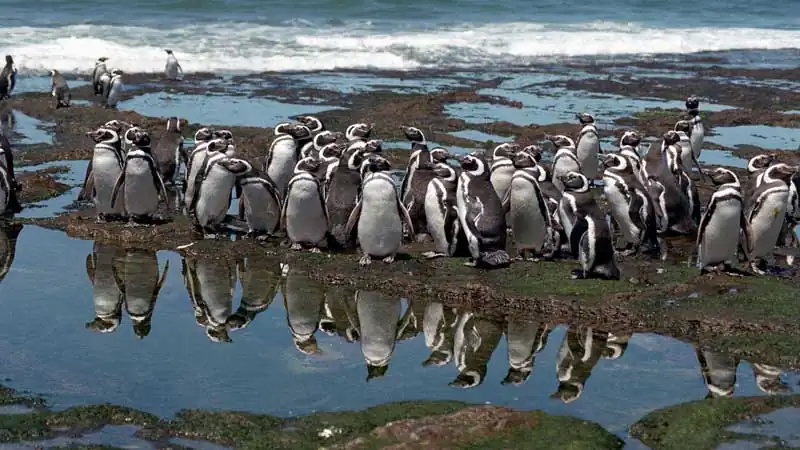 Punta Tombo e Praia Unión