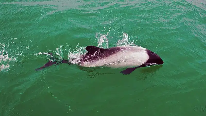 Punta Tombo e Praia Unión