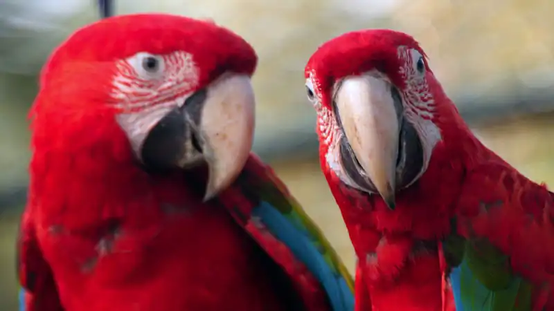 Bioparque Temaiken – Terra de Vida