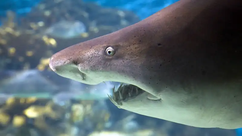 Bioparque Temaiken – Terra de Vida