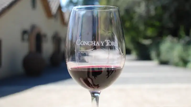 Visita ao Vinhedo Concha y Toro 