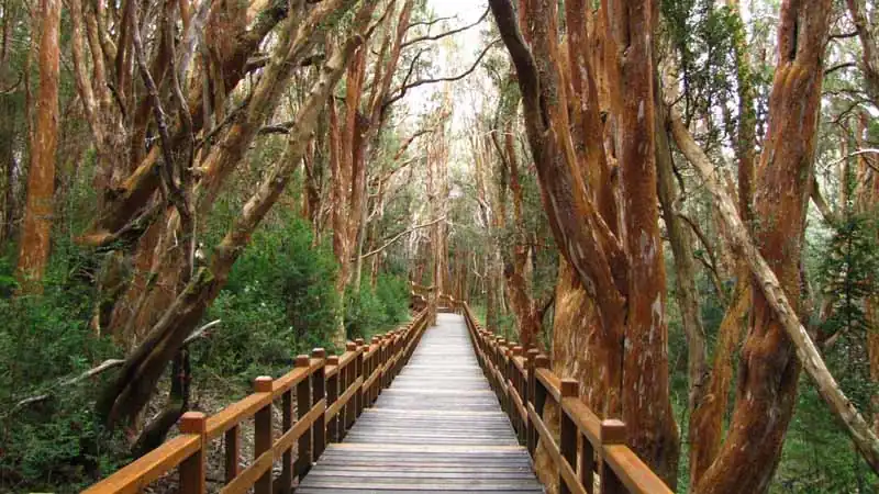 Ilha Victoria e Bosque de Arrayanes