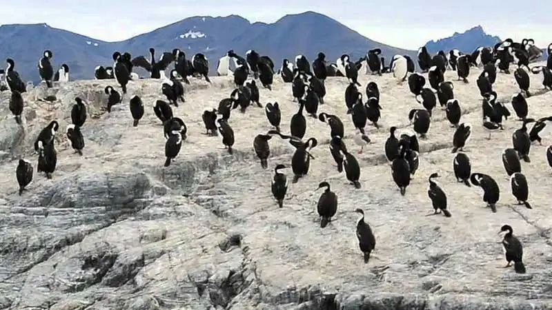 Navegação pelo Canal de Beagle