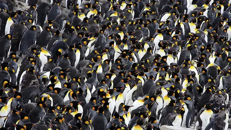 Clássica Antarctica 