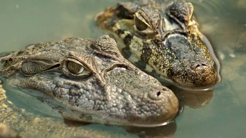 Escapada aos Esteros del Iberá em Puerto Valle