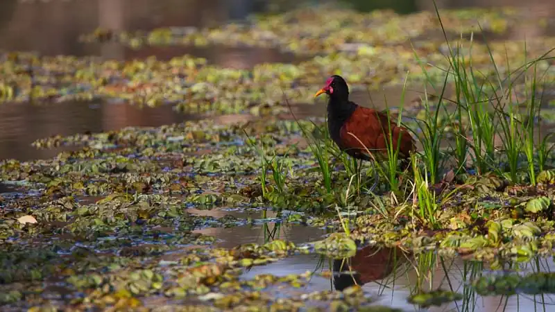 Escapada aos Esteros del Iberá em Puerto Valle