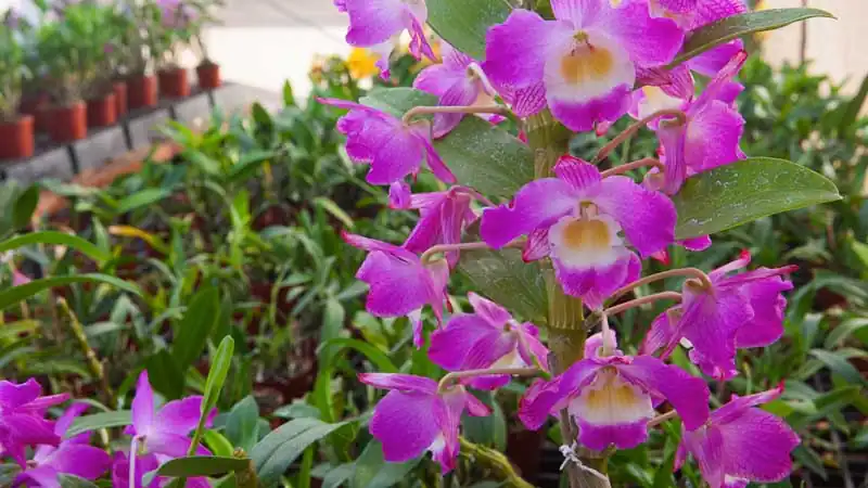 Escapada aos Esteros del Iberá em Puerto Valle